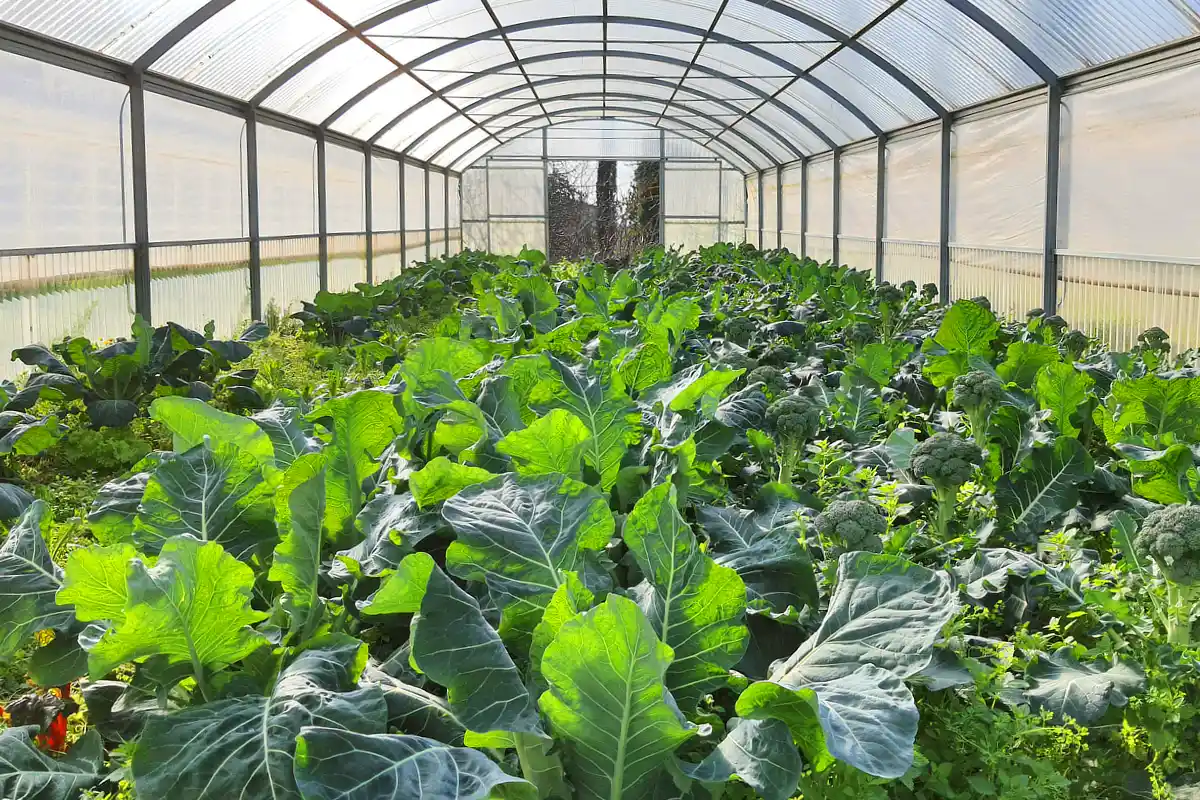olvo greenhouse olvo greenhouse