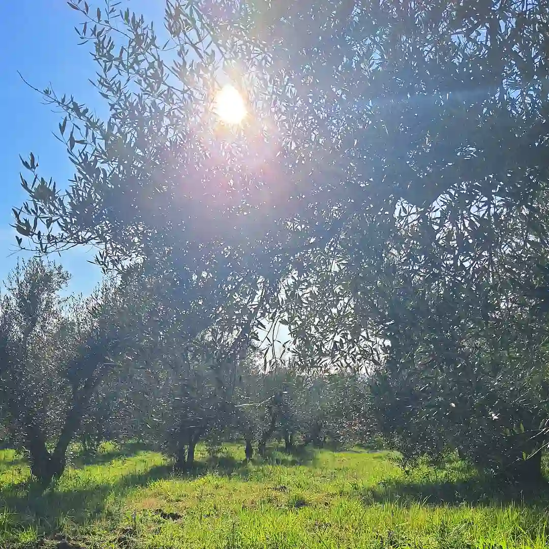 olvo business olvo business