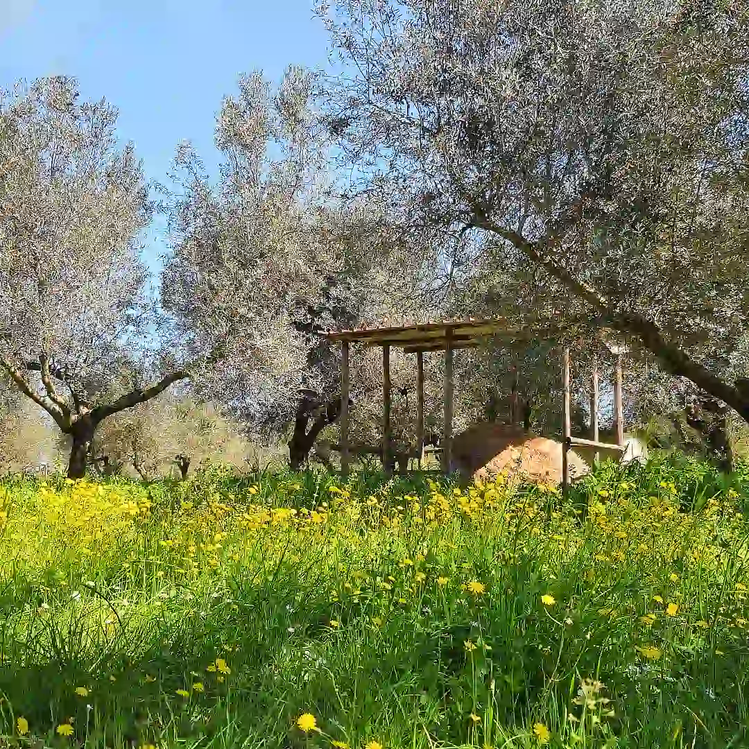 olvo business olvo business